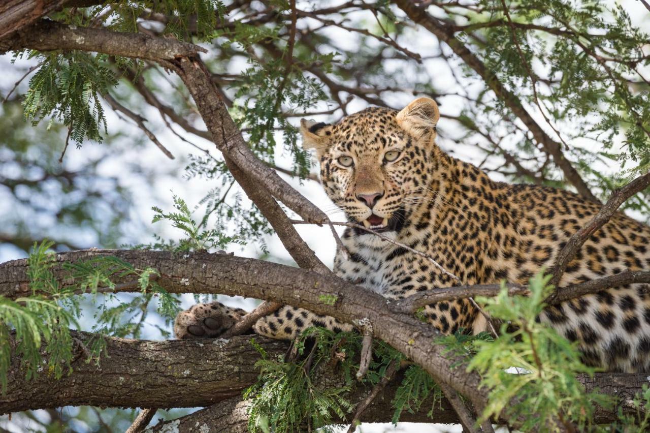 Taasa Lodge Серенгети Екстериор снимка